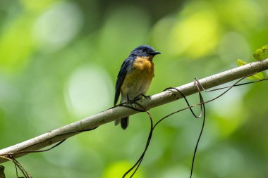 Tickell 'in mavi sinekkapanı parlak mavi bir renk olan bir dala tünemiş, parlak mavi bir kafa ve sırt turuncu bir göğüs ile tezat, bulanık yeşil arka plan karşı durarak, onun narin formunu vurguluyor.