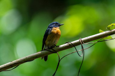  Tickell 'in mavi sinekkapanı parlak mavi bir renk olan bir dala tünemiş, parlak mavi bir kafa ve sırt turuncu bir göğüs ile tezat, bulanık yeşil arka plan karşı durarak, onun narin formunu vurguluyor.