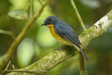 Tickell 'in mavi sinekkapanı yeşil arka planda bir ağaç dalına tünemişti..