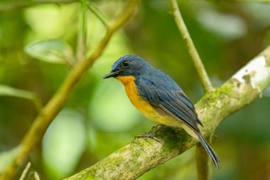 Tickell 'in mavi sinekkapanı yeşil arka planda bir ağaç dalına tünemişti..