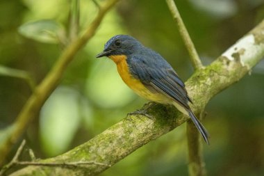 Tickell 'in mavi sinekkapanı yeşil arka planda bir ağaç dalına tünemişti..