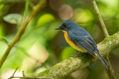 Tickell 'in mavi sinekkapanı yeşil arka planda bir ağaç dalına tünemişti..