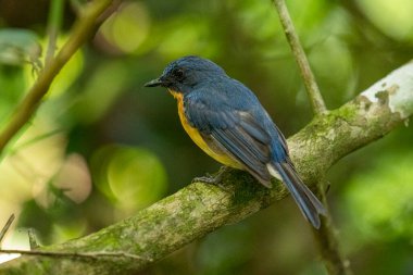 Tickell 'in mavi sinekkapanı yeşil arka planda bir ağaç dalına tünemişti..