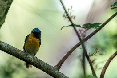Tickell 'in mavi sinekkapanı bir ağaç dalına tünemiş yeşil bulanık arka planda.