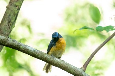 Tickell 'in mavi sinekkapanı bir ağaç dalına tünemiş yeşil bulanık arka planda.