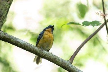 Tickell 'in mavi sinekkapanı bir ağaç dalına tünemiş yeşil bulanık arka planda.