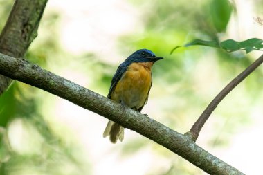 Tickell 'in mavi sinekkapanı bir ağaç dalına tünemiş yeşil bulanık arka planda.