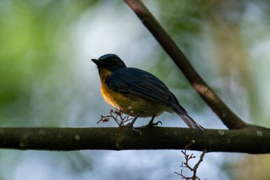 Tickell 'in mavi sinekkapanı bir ağaç dalına tünemiş yeşil bulanık arka planda.