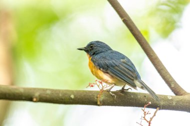 Tickell 'in mavi sinekkapanı bir ağaç dalına tünemiş yeşil bulanık arka planda.