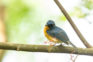 Tickell 'in mavi sinekkapanı bir ağaç dalına tünemiş yeşil bulanık arka planda.
