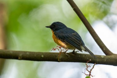 Tickell 'in mavi sinekkapanı bir ağaç dalına tünemiş yeşil bulanık arka planda.