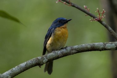 Tickell 'in mavi sinekkapanı bir ağaç dalına tünemiş yeşil bulanık arka planda.