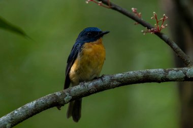Tickell 'in mavi sinekkapanı bir ağaç dalına tünemiş yeşil bulanık arka planda.