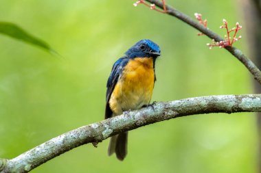 Tickell 'in mavi sinekkapanı bir ağaç dalına tünemiş yeşil bulanık arka planda.