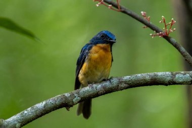 Tickell 'in mavi sinekkapanı bir ağaç dalına tünemiş yeşil bulanık arka planda.