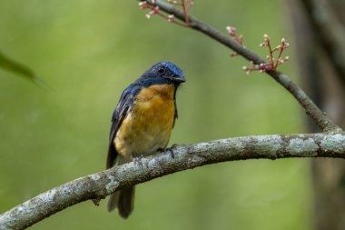 Tickell 'in mavi sinekkapanı bir ağaç dalına tünemiş yeşil bulanık arka planda.