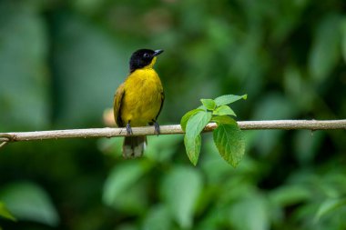 Siyah başlıklı Bulbul zarif bir şekilde ince bir dala tünemiş, parlak siyah kafasıyla çarpıcı bir şekilde çarpıcı sarı gövdesi var. Etrafı yemyeşil yapraklarla çevrili kuşlar tetikte ve ışıl ışıl bakıyor..