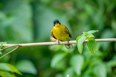 Siyah başlıklı Bulbul zarif bir şekilde ince bir dala tünemiş, parlak siyah kafasıyla çarpıcı bir şekilde çarpıcı sarı gövdesi var. Etrafı yemyeşil yapraklarla çevrili kuşlar tetikte ve ışıl ışıl bakıyor..
