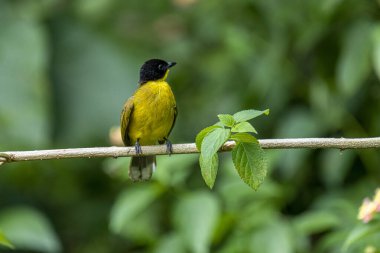 Siyah başlıklı Bulbul zarif bir şekilde ince bir dala tünemiş, parlak siyah kafasıyla çarpıcı bir şekilde çarpıcı sarı gövdesi var. Etrafı yemyeşil yapraklarla çevrili kuşlar tetikte ve ışıl ışıl bakıyor..