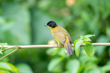 Siyah başlıklı Bulbul zarif bir şekilde ince bir dala tünemiş, parlak siyah kafasıyla çarpıcı bir şekilde çarpıcı sarı gövdesi var. Etrafı yemyeşil yapraklarla çevrili kuşlar tetikte ve ışıl ışıl bakıyor..