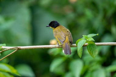 Siyah başlıklı Bulbul zarif bir şekilde ince bir dala tünemiş, parlak siyah kafasıyla çarpıcı bir şekilde çarpıcı sarı gövdesi var. Etrafı yemyeşil yapraklarla çevrili kuşlar tetikte ve ışıl ışıl bakıyor..
