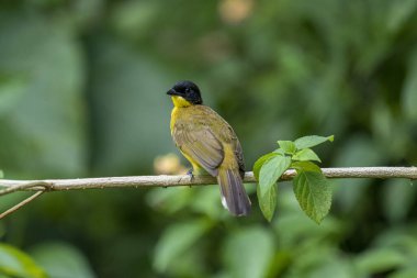 Siyah başlıklı Bulbul zarif bir şekilde ince bir dala tünemiş, parlak siyah kafasıyla çarpıcı bir şekilde çarpıcı sarı gövdesi var. Etrafı yemyeşil yapraklarla çevrili kuşlar tetikte ve ışıl ışıl bakıyor..