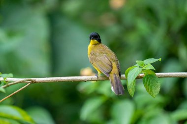 Siyah başlıklı Bulbul zarif bir şekilde ince bir dala tünemiş, parlak siyah kafasıyla çarpıcı bir şekilde çarpıcı sarı gövdesi var. Etrafı yemyeşil yapraklarla çevrili kuşlar tetikte ve ışıl ışıl bakıyor..