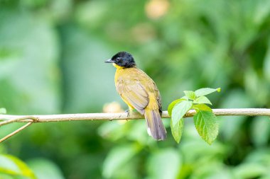 Siyah başlıklı Bulbul zarif bir şekilde ince bir dala tünemiş, parlak siyah kafasıyla çarpıcı bir şekilde çarpıcı sarı gövdesi var. Etrafı yemyeşil yapraklarla çevrili kuşlar tetikte ve ışıl ışıl bakıyor..