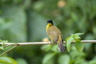 Siyah başlıklı Bulbul zarif bir şekilde ince bir dala tünemiş, parlak siyah kafasıyla çarpıcı bir şekilde çarpıcı sarı gövdesi var. Etrafı yemyeşil yapraklarla çevrili kuşlar tetikte ve ışıl ışıl bakıyor..