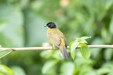 Siyah başlıklı Bulbul zarif bir şekilde ince bir dala tünemiş, parlak siyah kafasıyla çarpıcı bir şekilde çarpıcı sarı gövdesi var. Etrafı yemyeşil yapraklarla çevrili kuşlar tetikte ve ışıl ışıl bakıyor..