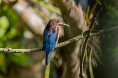 Çarpıcı, beyaz boğazlı bir Kingfisher güneş lekeli, yapraklı bir çevrede bir dala tünemiş. Canlı mavi kanatları ve paslı kahverengi kafası ve göğsüyle kuyruk kontrastı. Uzun ve güçlü gagası ise hazır ve nazır..
