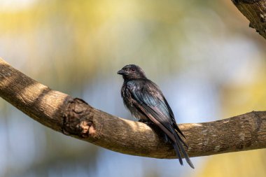  Siyah drongo, parlak tüyleri ince mavi ve yeşil bir parıltıyı yansıtıyor, büyük, desenli bir dala tünemiş. Arka plan yumuşak bir bulanıklık, güneş lekeli yeşillik ve parlak bir gökyüzü..