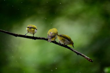 canlı Sri Lanka beyaz gözleri bir dala tünemiş, sarı zeytin tüyleri ve belirgin beyaz göz halkaları yemyeşil, yemyeşil bir zemin üzerinde duruyor..