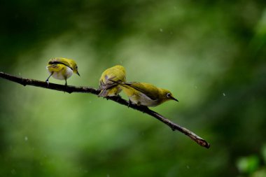 canlı Sri Lanka beyaz gözleri bir dala tünemiş, sarı zeytin tüyleri ve belirgin beyaz göz halkaları yemyeşil, yemyeşil bir zemin üzerinde duruyor..