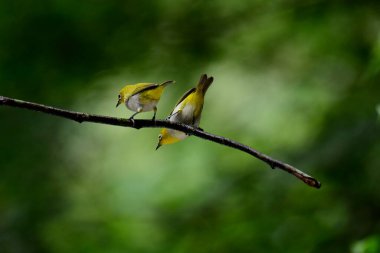 canlı Sri Lanka beyaz gözleri bir dala tünemiş, sarı zeytin tüyleri ve belirgin beyaz göz halkaları yemyeşil, yemyeşil bir zemin üzerinde duruyor..