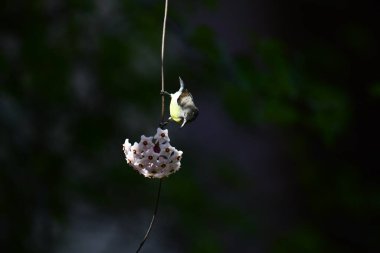 Mor popolu bir Sunbird 'ün güzel bir portresi incelikle ince bir sarmaşığa yapışmış, yıldız şeklinde beyaz çiçeklerin eşsiz bir kümesine bakıyor..