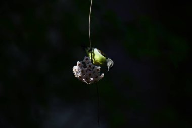 Mor popolu bir Sunbird 'ün güzel bir portresi incelikle ince bir sarmaşığa yapışmış, yıldız şeklinde beyaz çiçeklerin eşsiz bir kümesine bakıyor..