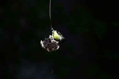 Mor popolu bir Sunbird 'ün güzel bir portresi incelikle ince bir sarmaşığa yapışmış, yıldız şeklinde beyaz çiçeklerin eşsiz bir kümesine bakıyor..