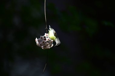 Mor popolu bir Sunbird 'ün güzel bir portresi incelikle ince bir sarmaşığa yapışmış, yıldız şeklinde beyaz çiçeklerin eşsiz bir kümesine bakıyor..