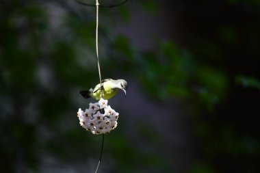 Mor popolu bir Sunbird 'ün güzel bir portresi incelikle ince bir sarmaşığa yapışmış, yıldız şeklinde beyaz çiçeklerin eşsiz bir kümesine bakıyor..
