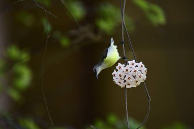 Bu fotoğraf, Hoya çiçek kümesinden nektar içmek için baş aşağı asılı duran beyaz karınlı bir Sunbird 'ü kayda değer bir anda yakalar. Kuşun uzun, kıvrımlı gagası mükemmel bir şekilde dengelenmiş, yıldız şeklindeki çiçeklerden birine uzanıyor..