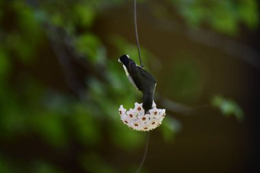 Bu fotoğraf, Hoya çiçek kümesinden nektar içmek için baş aşağı asılı duran beyaz karınlı bir Sunbird 'ü kayda değer bir anda yakalar. Kuşun uzun, kıvrımlı gagası mükemmel bir şekilde dengelenmiş, yıldız şeklindeki çiçeklerden birine uzanıyor..