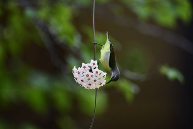 Bu fotoğraf, Hoya çiçek kümesinden nektar içmek için baş aşağı asılı duran beyaz karınlı bir Sunbird 'ü kayda değer bir anda yakalar. Kuşun uzun, kıvrımlı gagası mükemmel bir şekilde dengelenmiş, yıldız şeklindeki çiçeklerden birine uzanıyor..