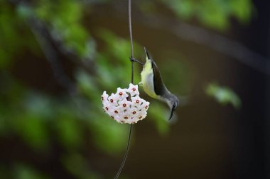 Bu fotoğraf, Hoya çiçek kümesinden nektar içmek için baş aşağı asılı duran beyaz karınlı bir Sunbird 'ü kayda değer bir anda yakalar. Kuşun uzun, kıvrımlı gagası mükemmel bir şekilde dengelenmiş, yıldız şeklindeki çiçeklerden birine uzanıyor..