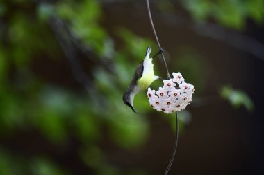 Bu fotoğraf, Hoya çiçek kümesinden nektar içmek için baş aşağı asılı duran beyaz karınlı bir Sunbird 'ü kayda değer bir anda yakalar. Kuşun uzun, kıvrımlı gagası mükemmel bir şekilde dengelenmiş, yıldız şeklindeki çiçeklerden birine uzanıyor..