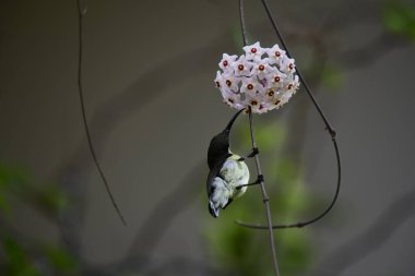 Bu fotoğraf, Hoya çiçek kümesinden nektar içmek için baş aşağı asılı duran beyaz karınlı bir Sunbird 'ü kayda değer bir anda yakalar. Kuşun uzun, kıvrımlı gagası mükemmel bir şekilde dengelenmiş, yıldız şeklindeki çiçeklerden birine uzanıyor..