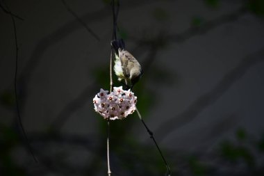 Bu fotoğraf, Hoya çiçek kümesinden nektar içmek için baş aşağı asılı duran beyaz karınlı bir Sunbird 'ü kayda değer bir anda yakalar. Kuşun uzun, kıvrımlı gagası mükemmel bir şekilde dengelenmiş, yıldız şeklindeki çiçeklerden birine uzanıyor..