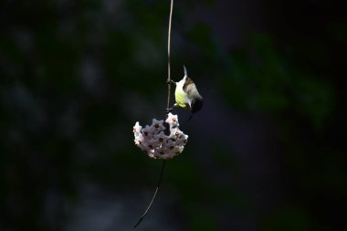 Bu fotoğraf, Hoya çiçek kümesinden nektar içmek için baş aşağı asılı duran beyaz karınlı bir Sunbird 'ü kayda değer bir anda yakalar. Kuşun uzun, kıvrımlı gagası mükemmel bir şekilde dengelenmiş, yıldız şeklindeki çiçeklerden birine uzanıyor..