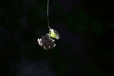 Bu fotoğraf, Hoya çiçek kümesinden nektar içmek için baş aşağı asılı duran beyaz karınlı bir Sunbird 'ü kayda değer bir anda yakalar. Kuşun uzun, kıvrımlı gagası mükemmel bir şekilde dengelenmiş, yıldız şeklindeki çiçeklerden birine uzanıyor..