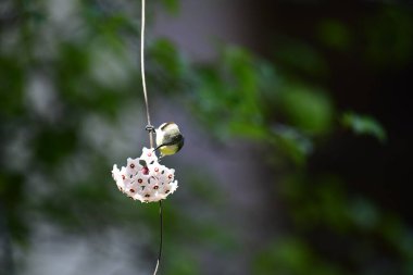 Bu fotoğraf, Hoya çiçek kümesinden nektar içmek için baş aşağı asılı duran beyaz karınlı bir Sunbird 'ü kayda değer bir anda yakalar. Kuşun uzun, kıvrımlı gagası mükemmel bir şekilde dengelenmiş, yıldız şeklindeki çiçeklerden birine uzanıyor..